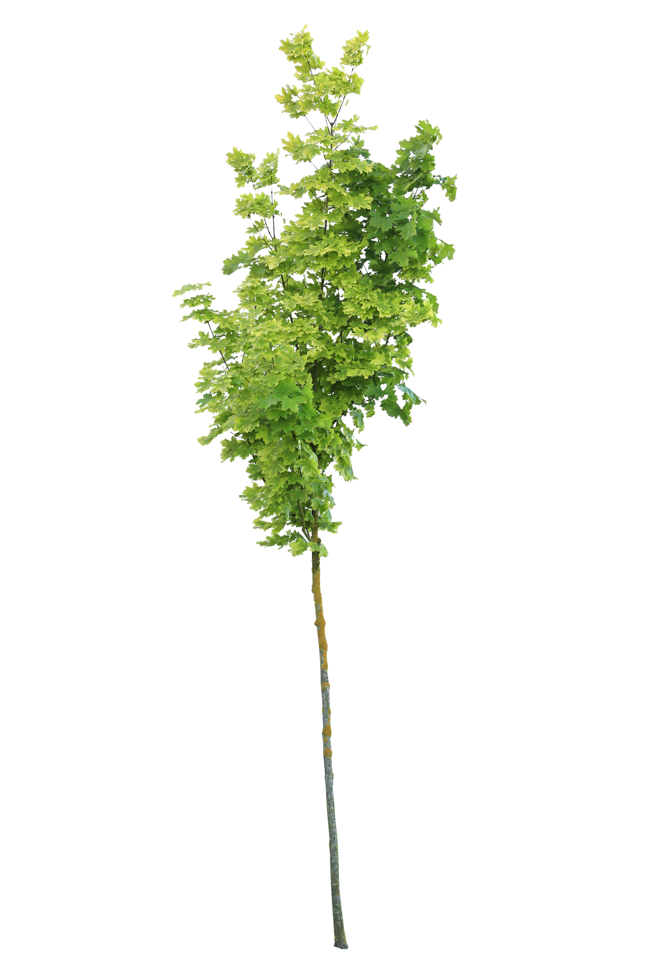 tree s 040 — Скачать