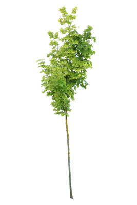 tree s 040 — download