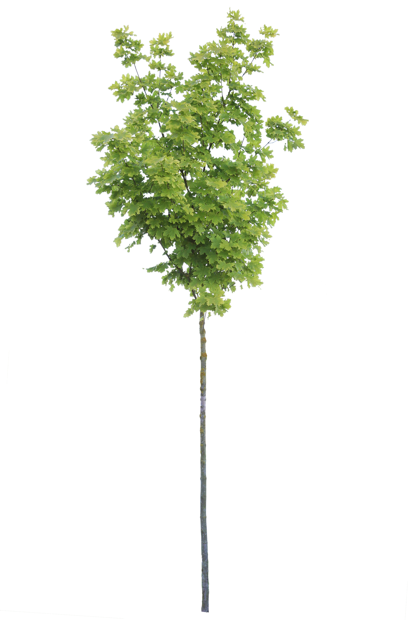 tree s 041 — Скачать