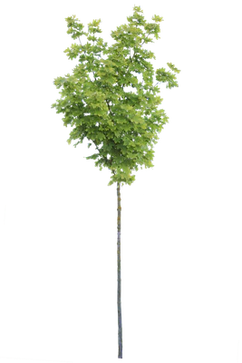 tree s 041 — download