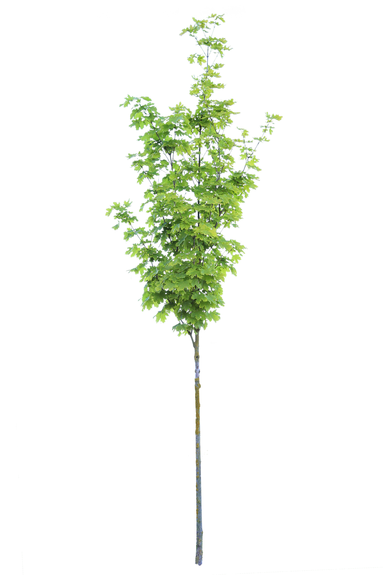 tree s 042 — Скачать