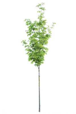 tree s 042 — download