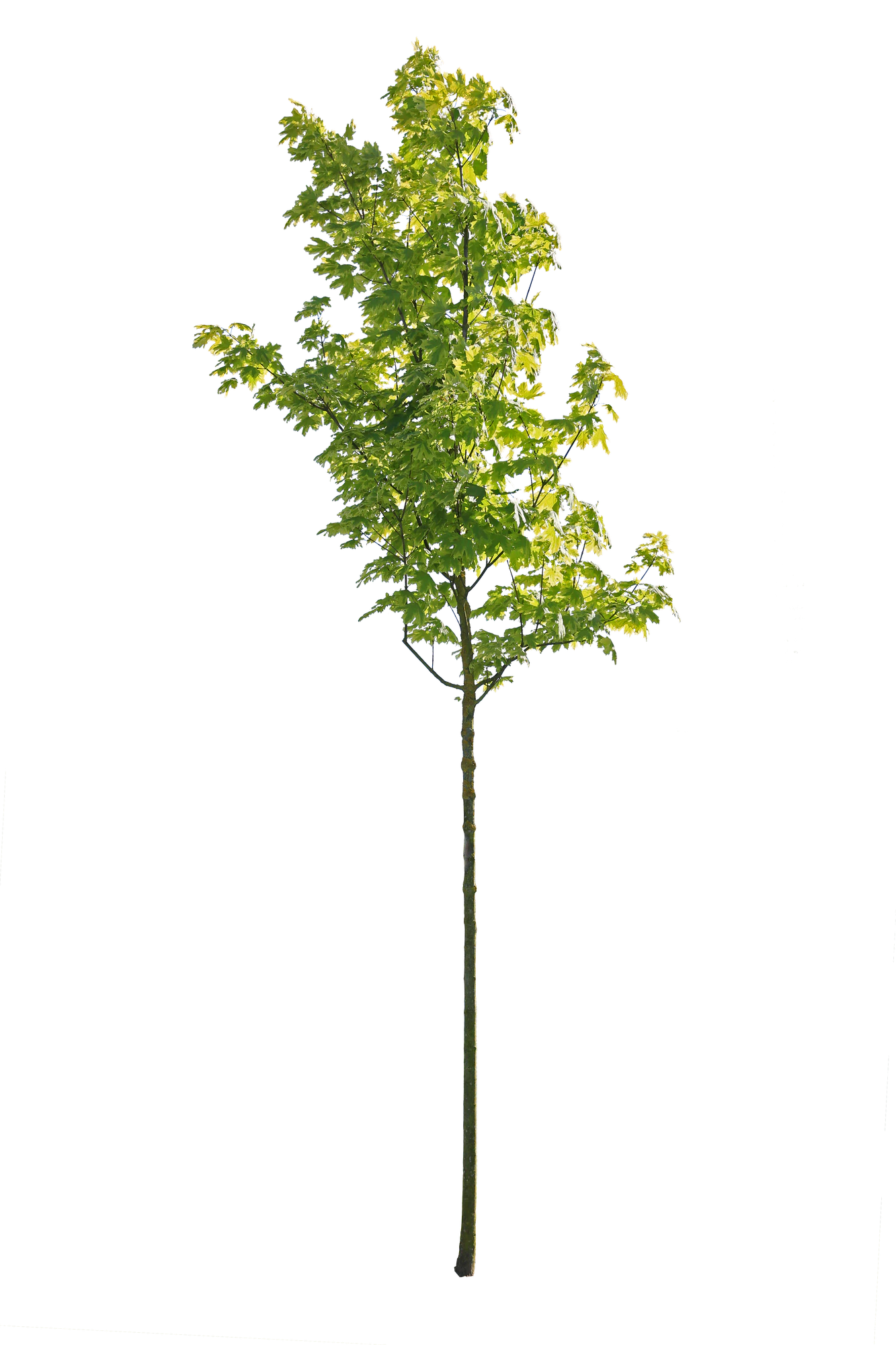 tree s 043 — Скачать