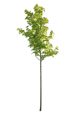 tree s 043 — download