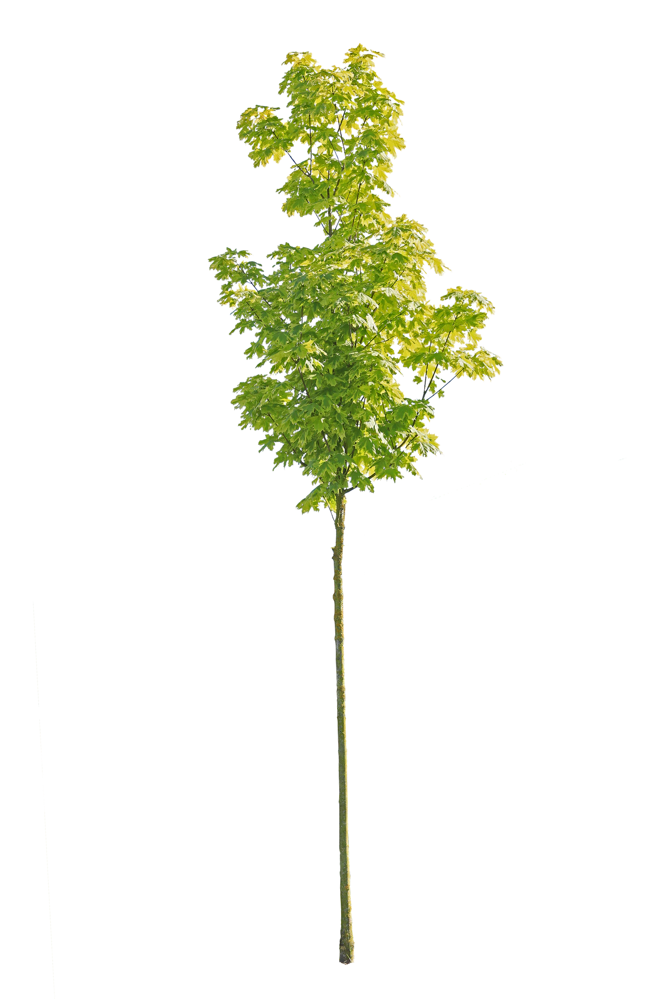 tree s 044 — Скачать