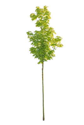 tree s 044 — download