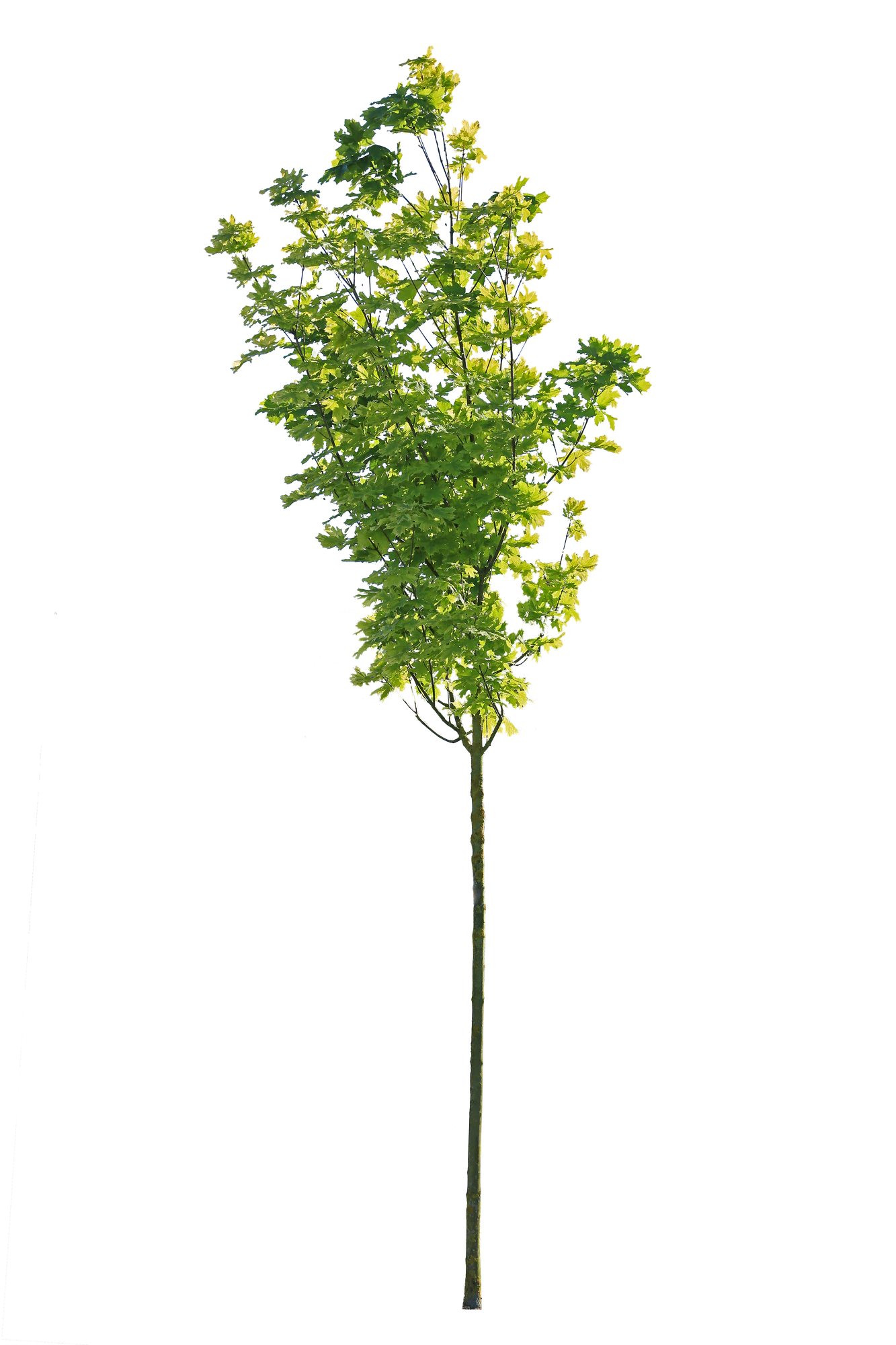 tree s 045 — Скачать