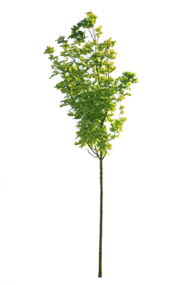 tree s 045 — download