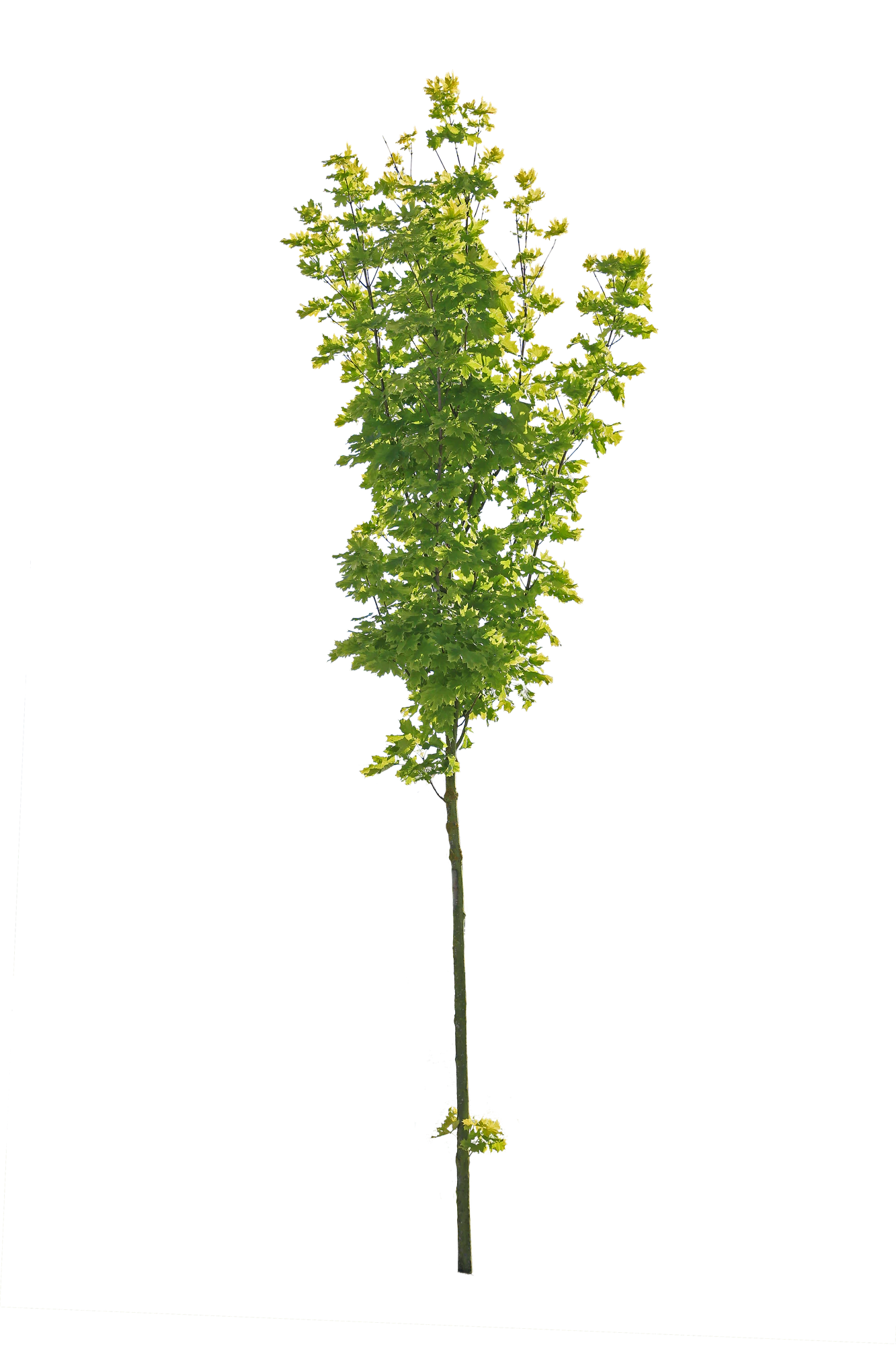 tree s 046 — Скачать