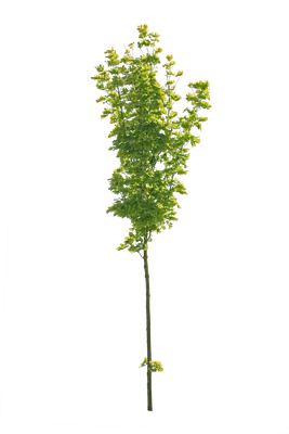 tree s 046 — download