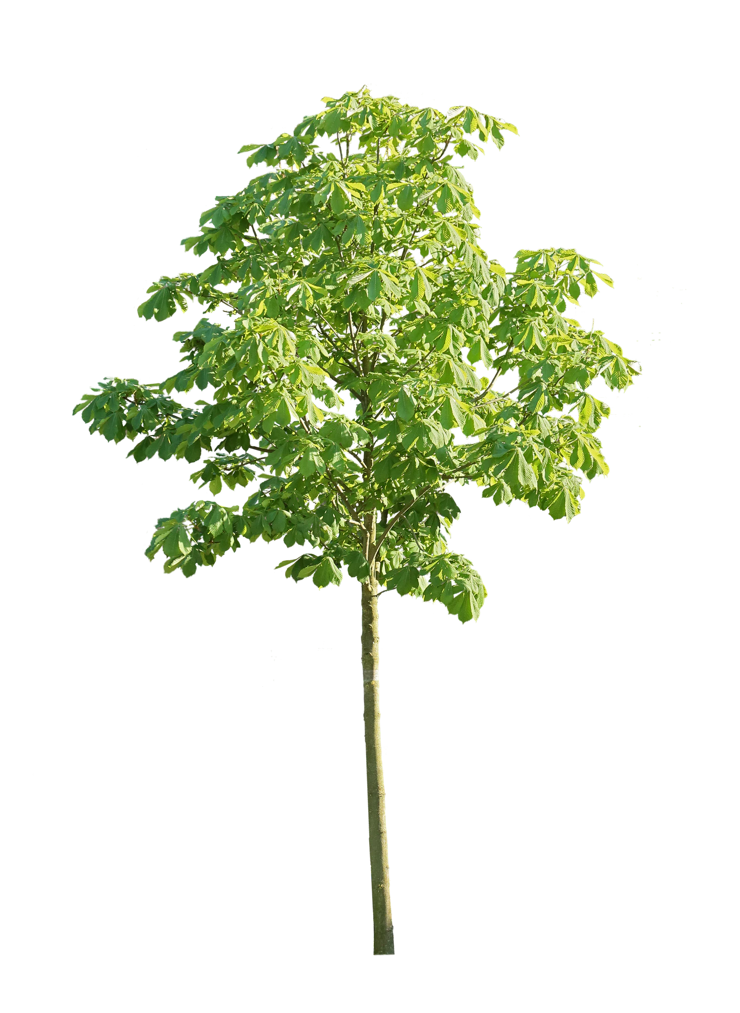 tree s 047 — Скачать