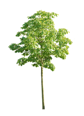 tree s 047 — download