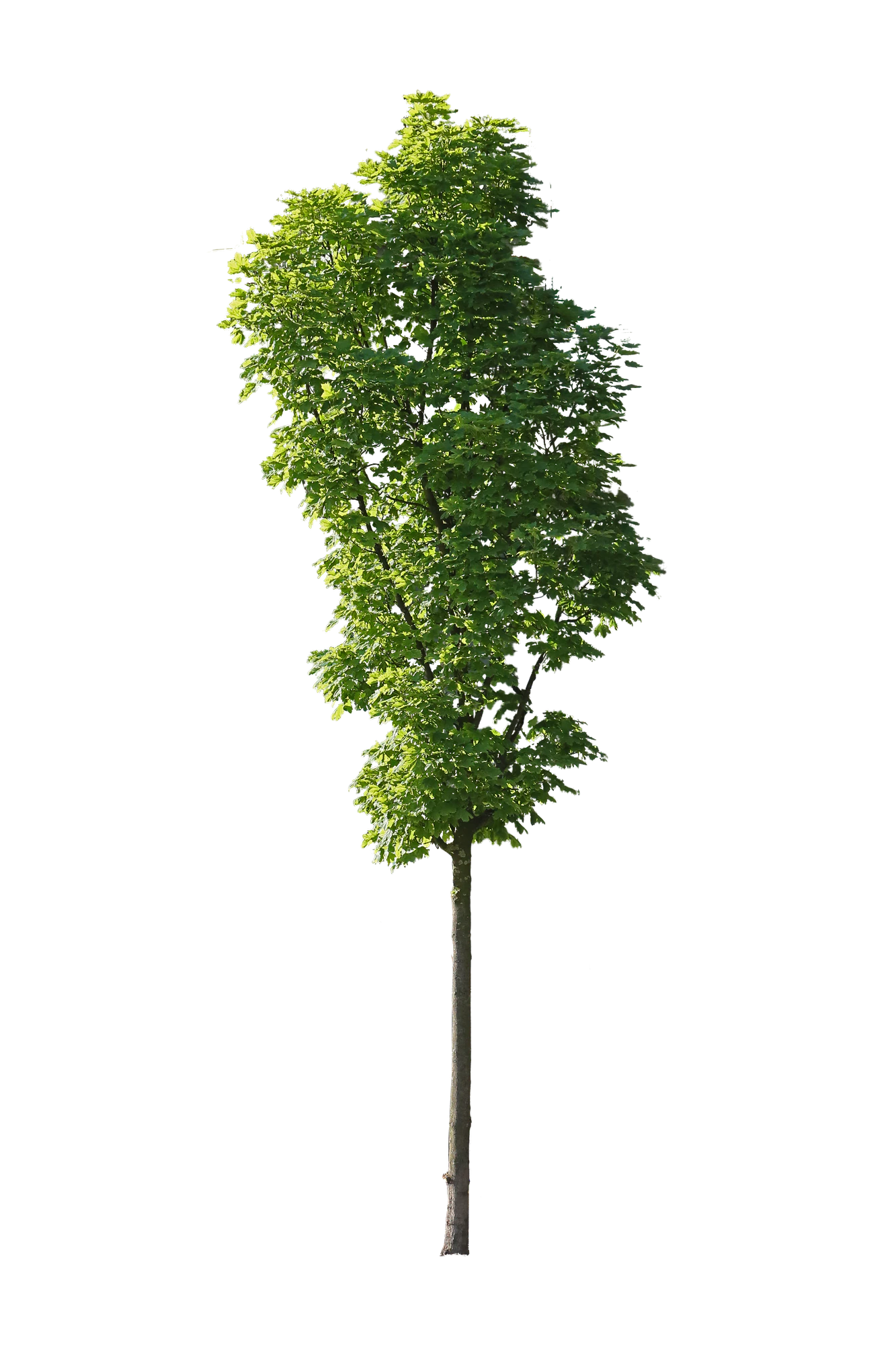 tree s 048 — Скачать