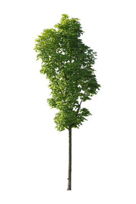 tree s 048 — download