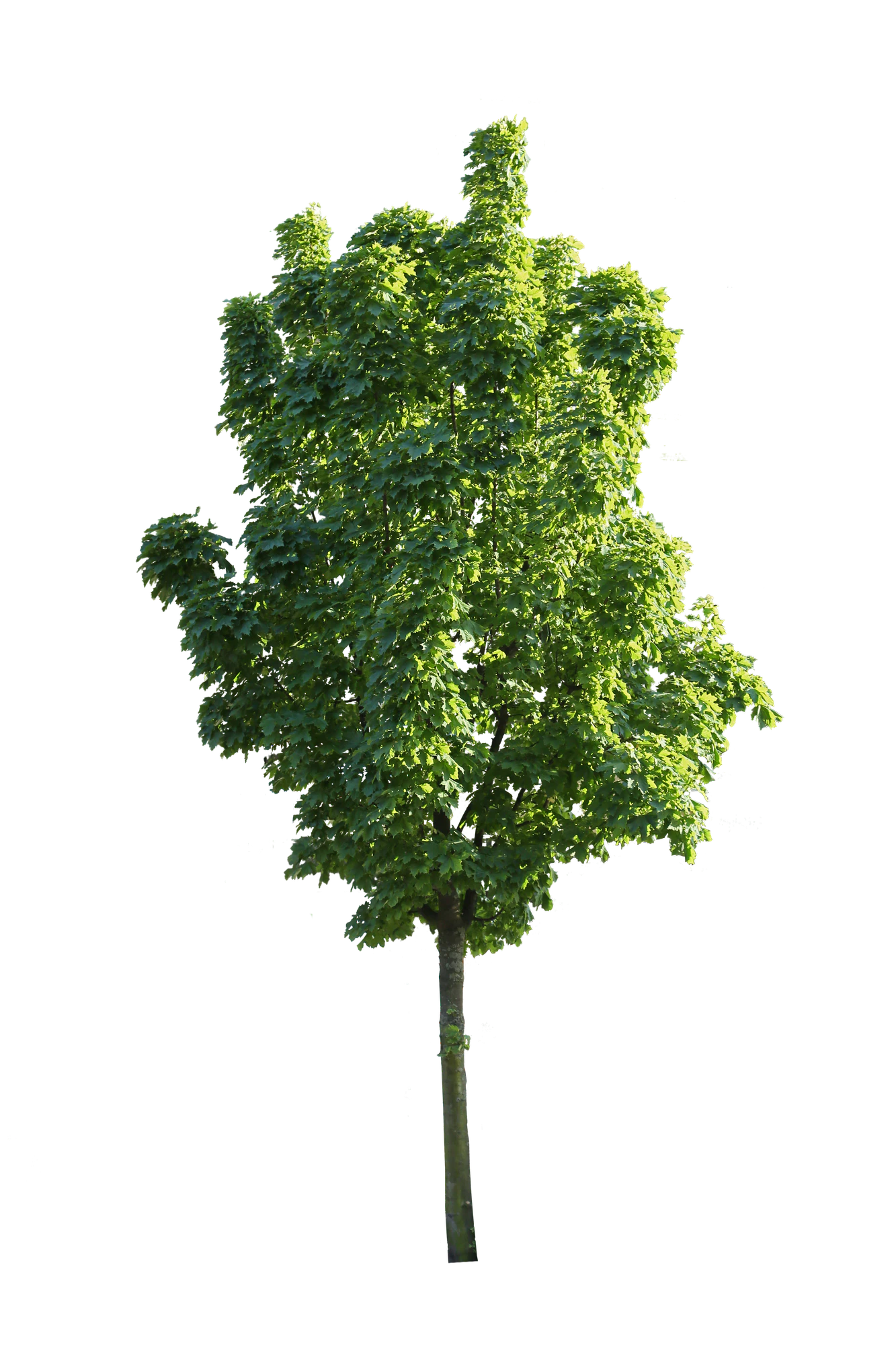 tree s 049 — Скачать