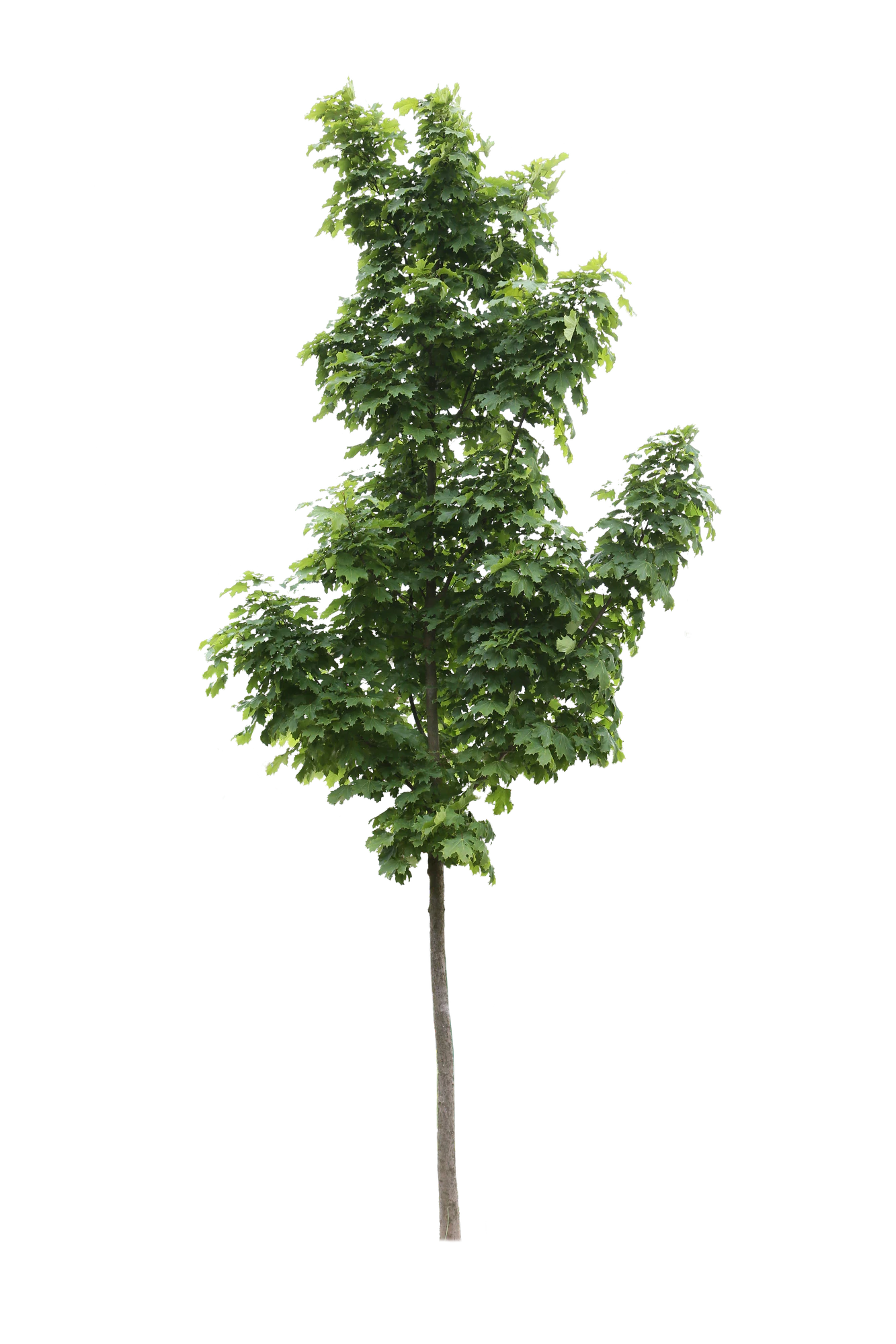 tree s 050 — Скачать