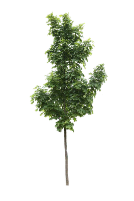 tree s 050 — download