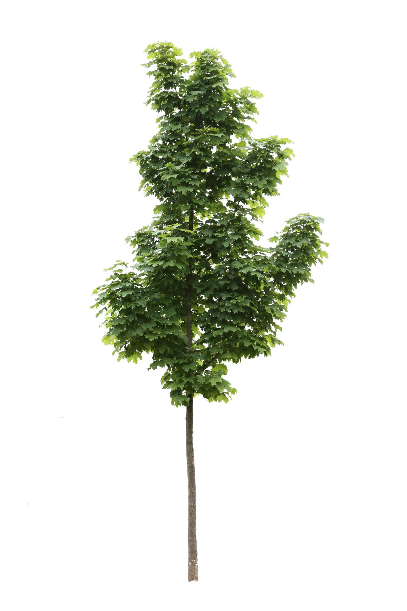 tree s 051 — Скачать