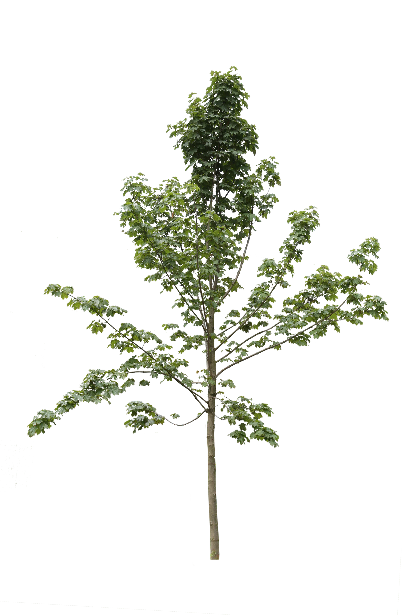 tree s 052 — Скачать