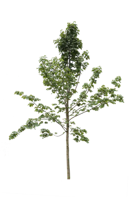 tree s 052 — download