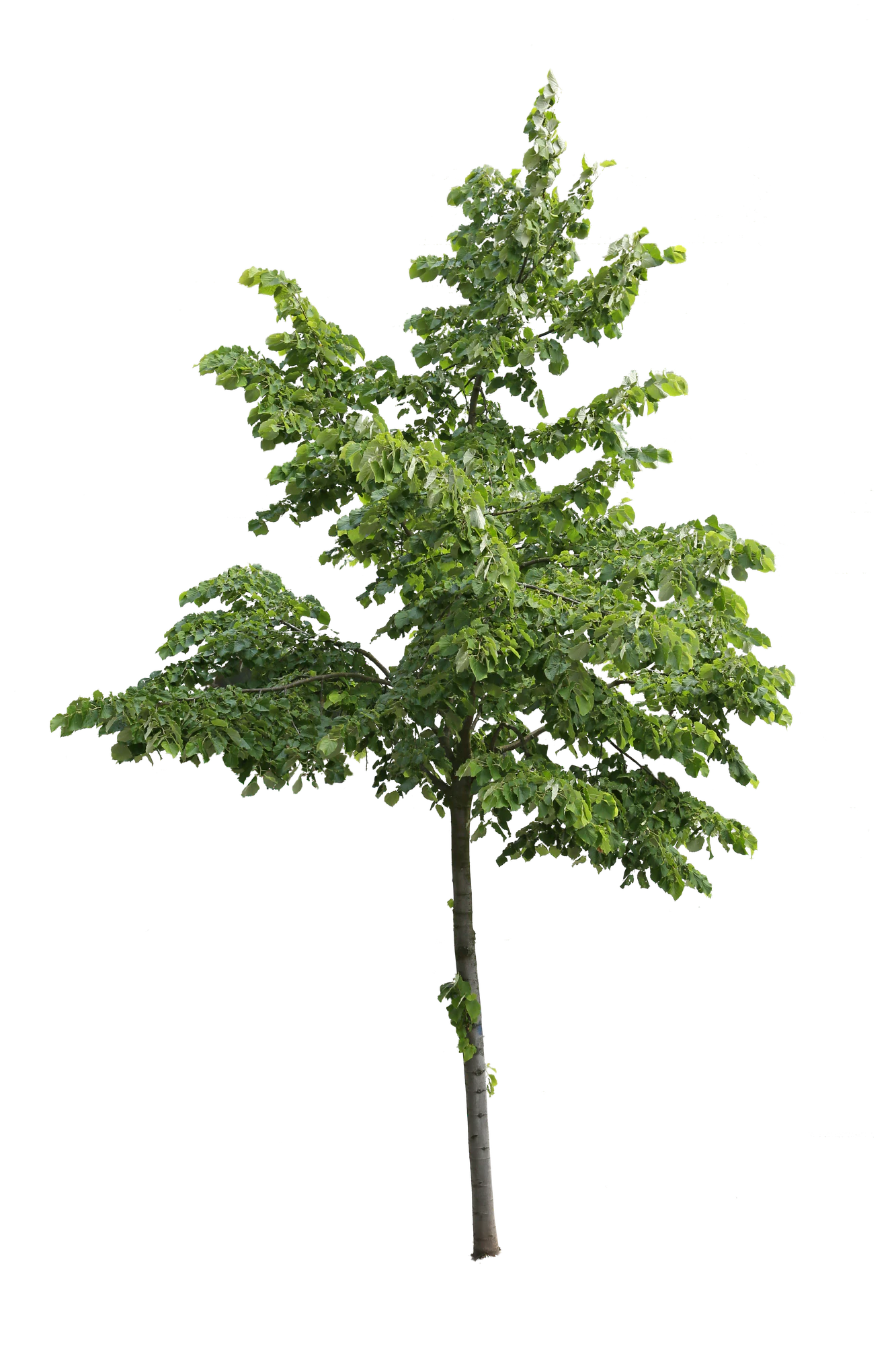 tree s 053 — Скачать