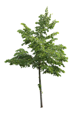 tree s 053 — download