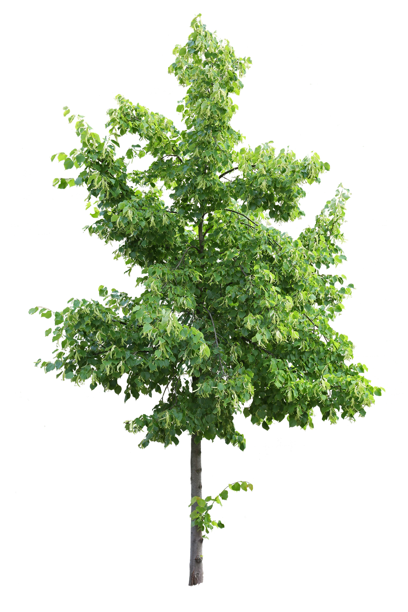 tree s 054 — Скачать