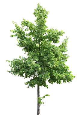 tree s 054 — download