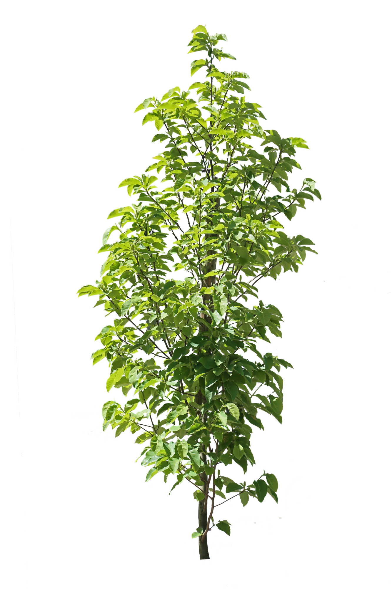 tree s 055 — Скачать