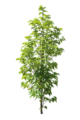 tree s 055 — download