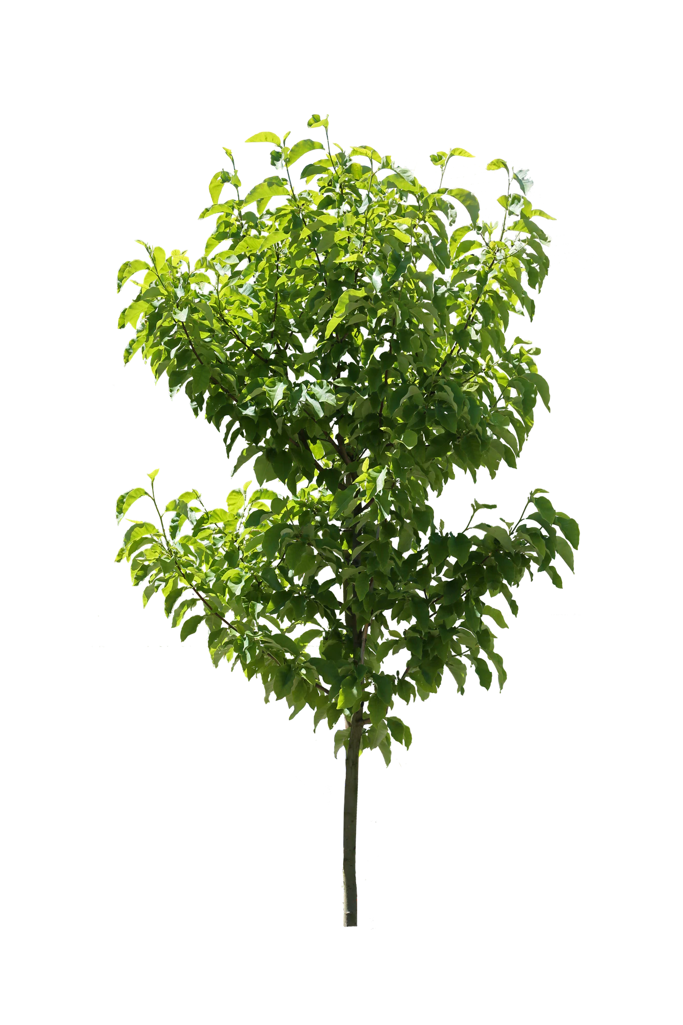 tree s 056 — Скачать