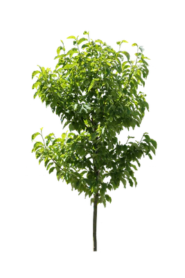 tree s 056 — download