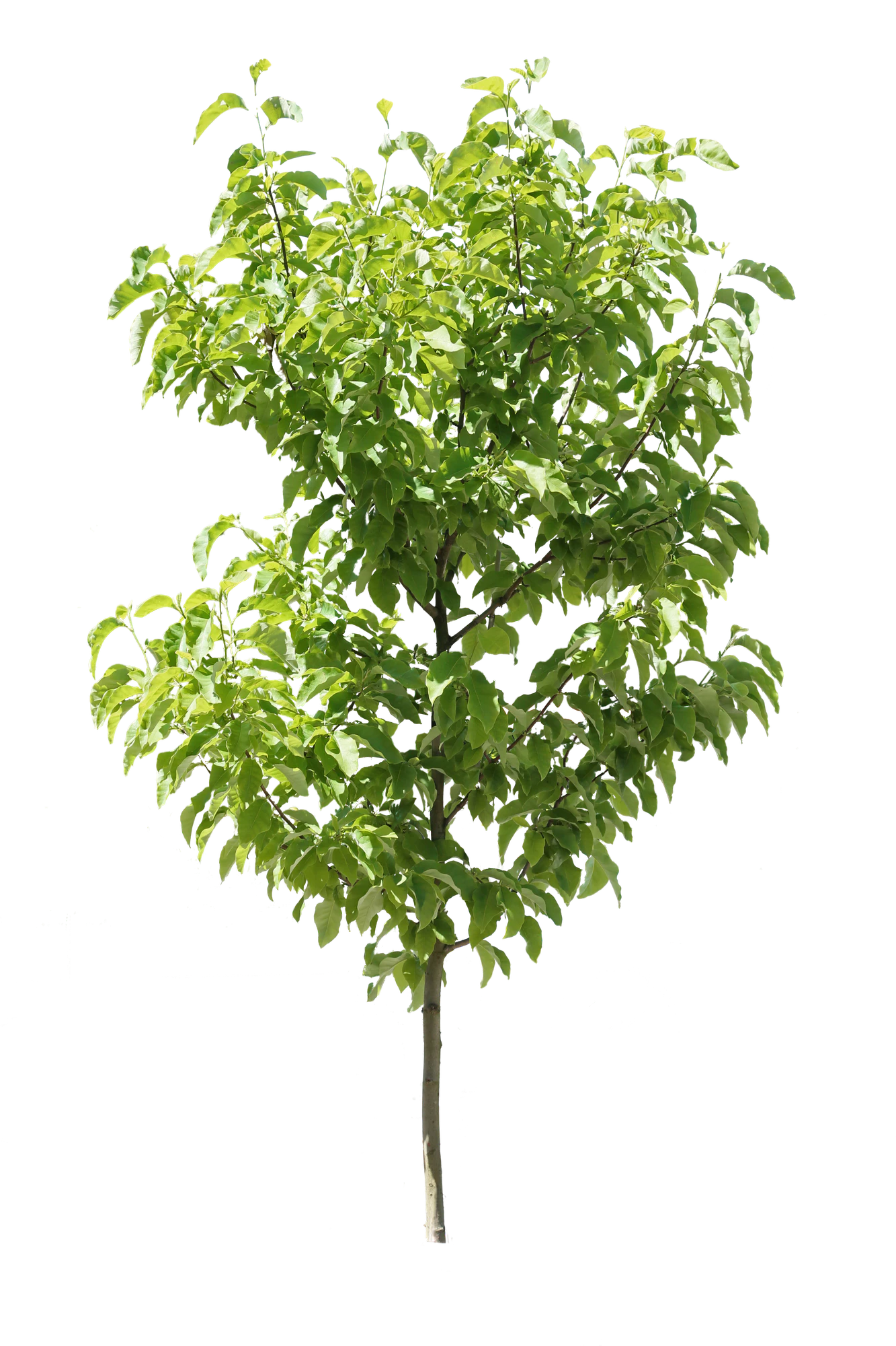 tree s 057 — Скачать