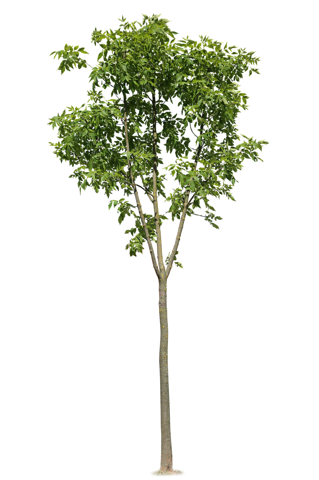 tree s 058 — Скачать