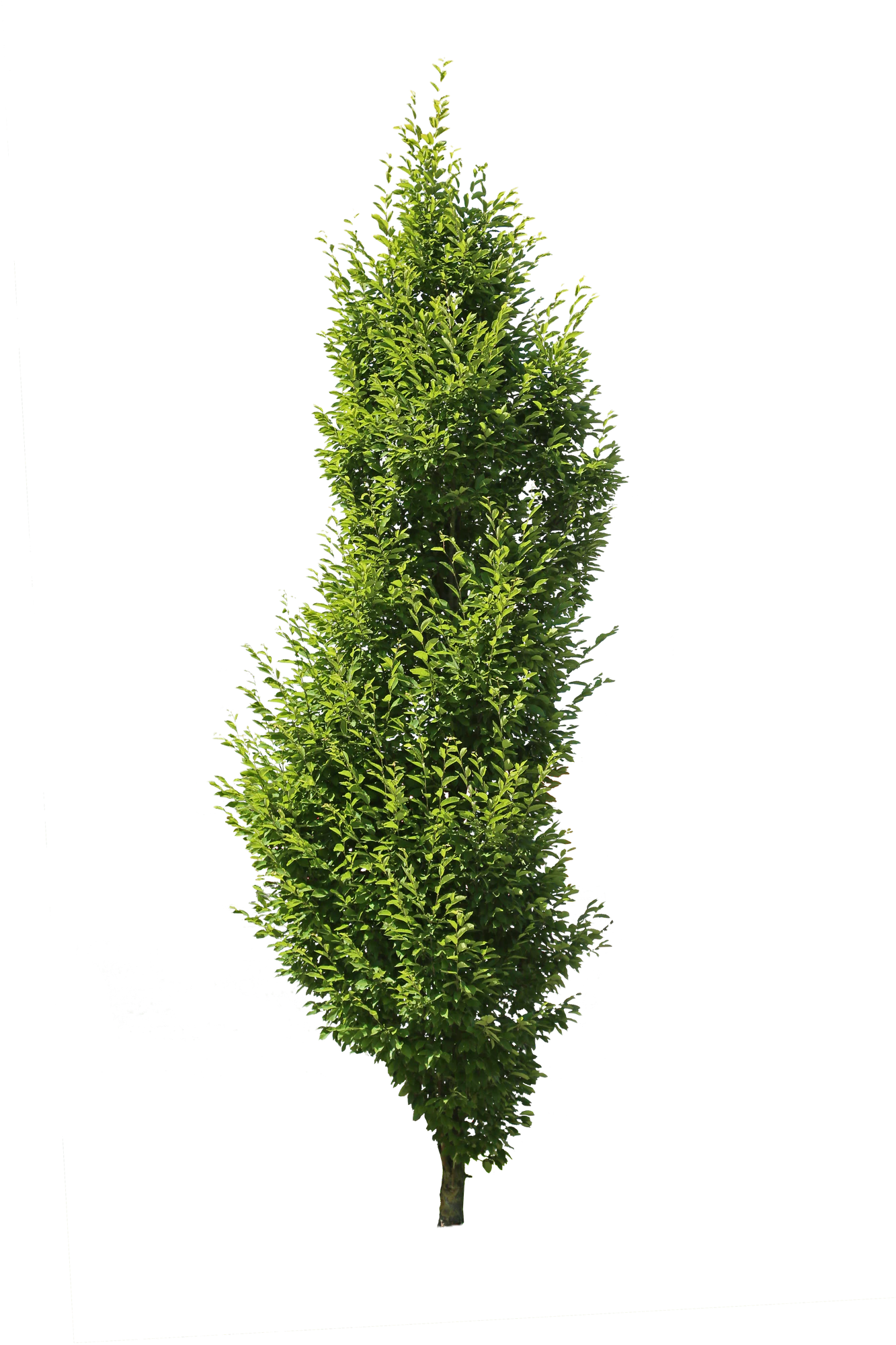 tree s 059 — Скачать