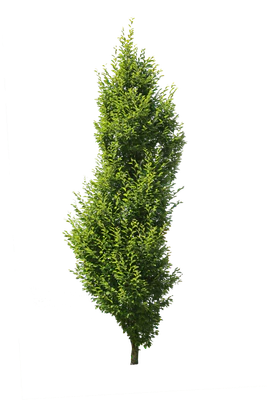 tree s 059 — download