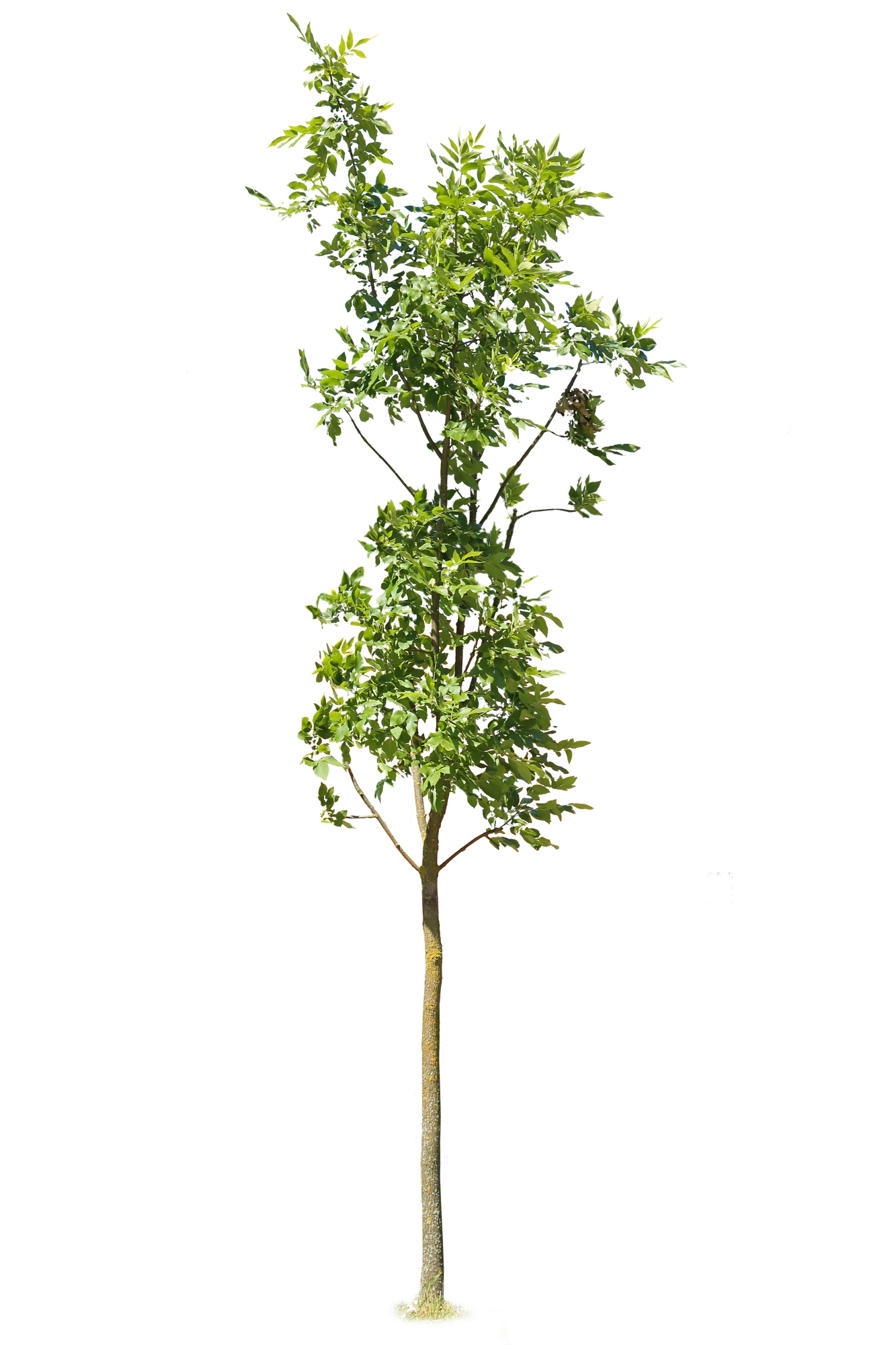 tree s 060 — Скачать