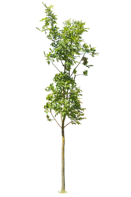 tree s 060 — download