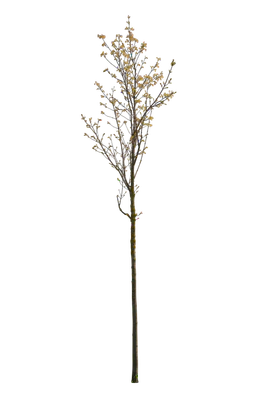 spring s 008 — Скачать