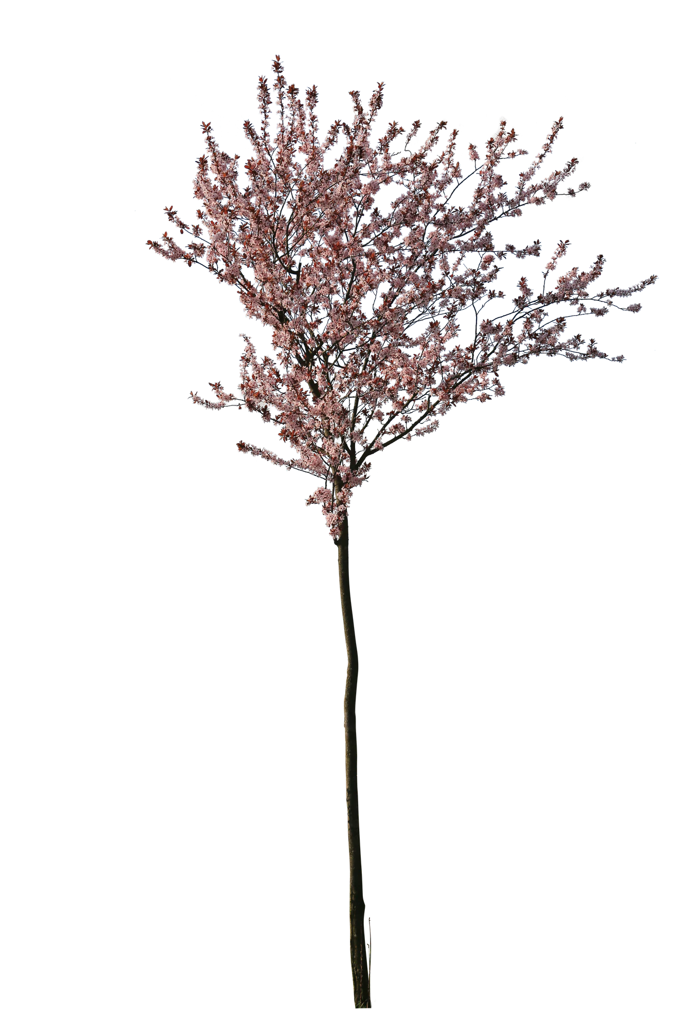 spring s 020 — Descargar