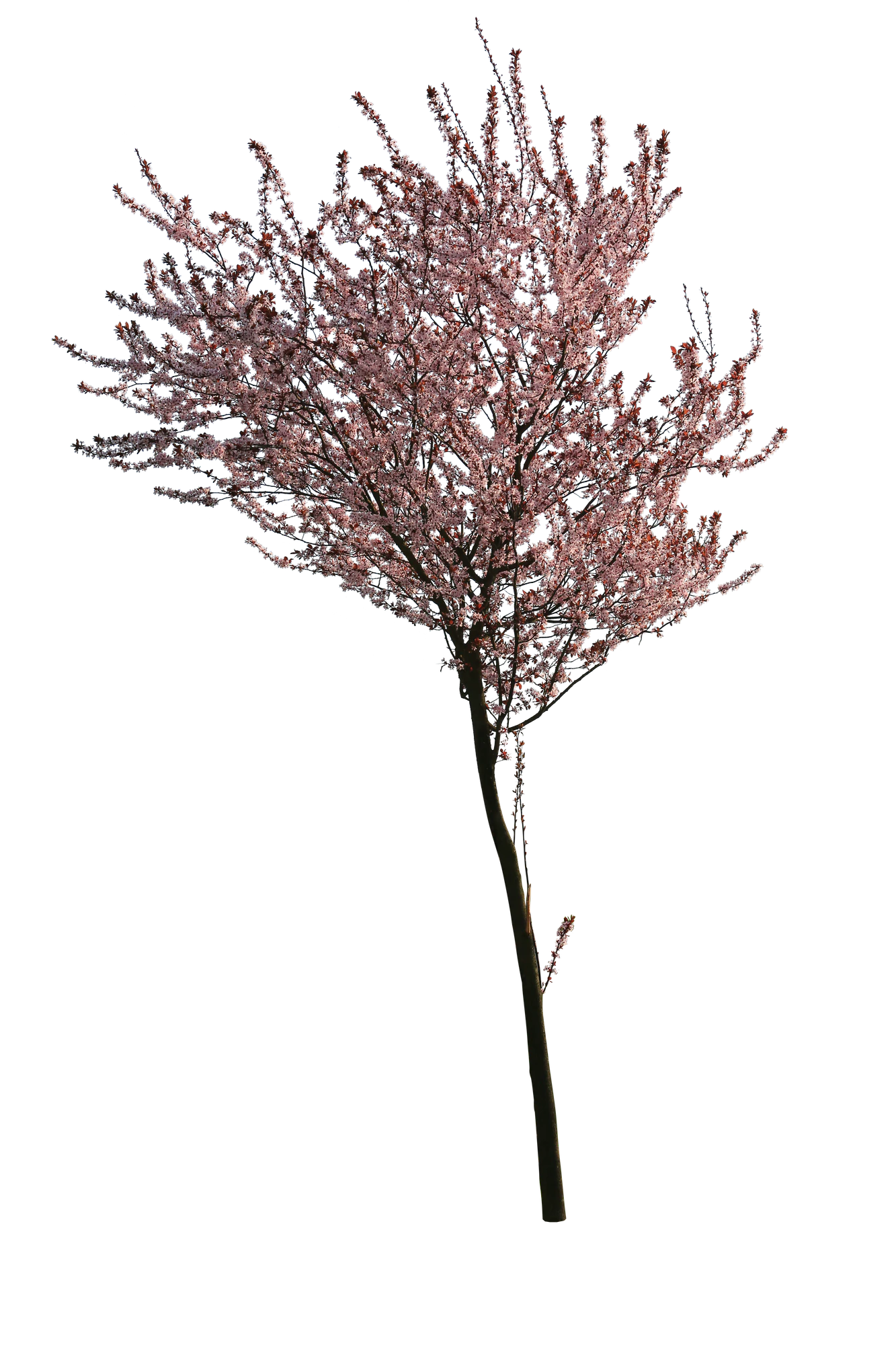 spring s 021 — Descargar