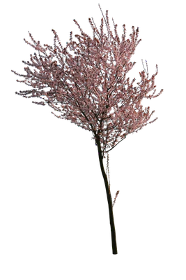 spring s 021 — Descargar