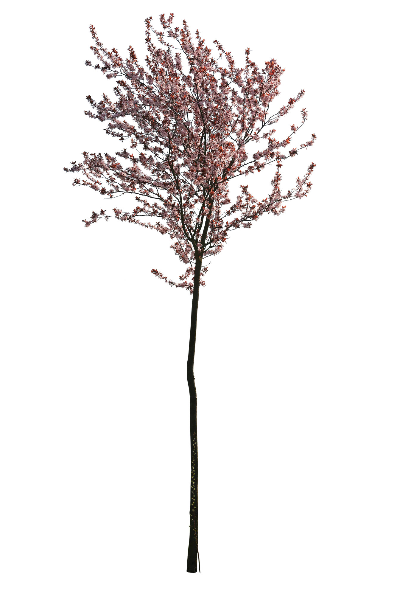 spring s 022 — Descargar