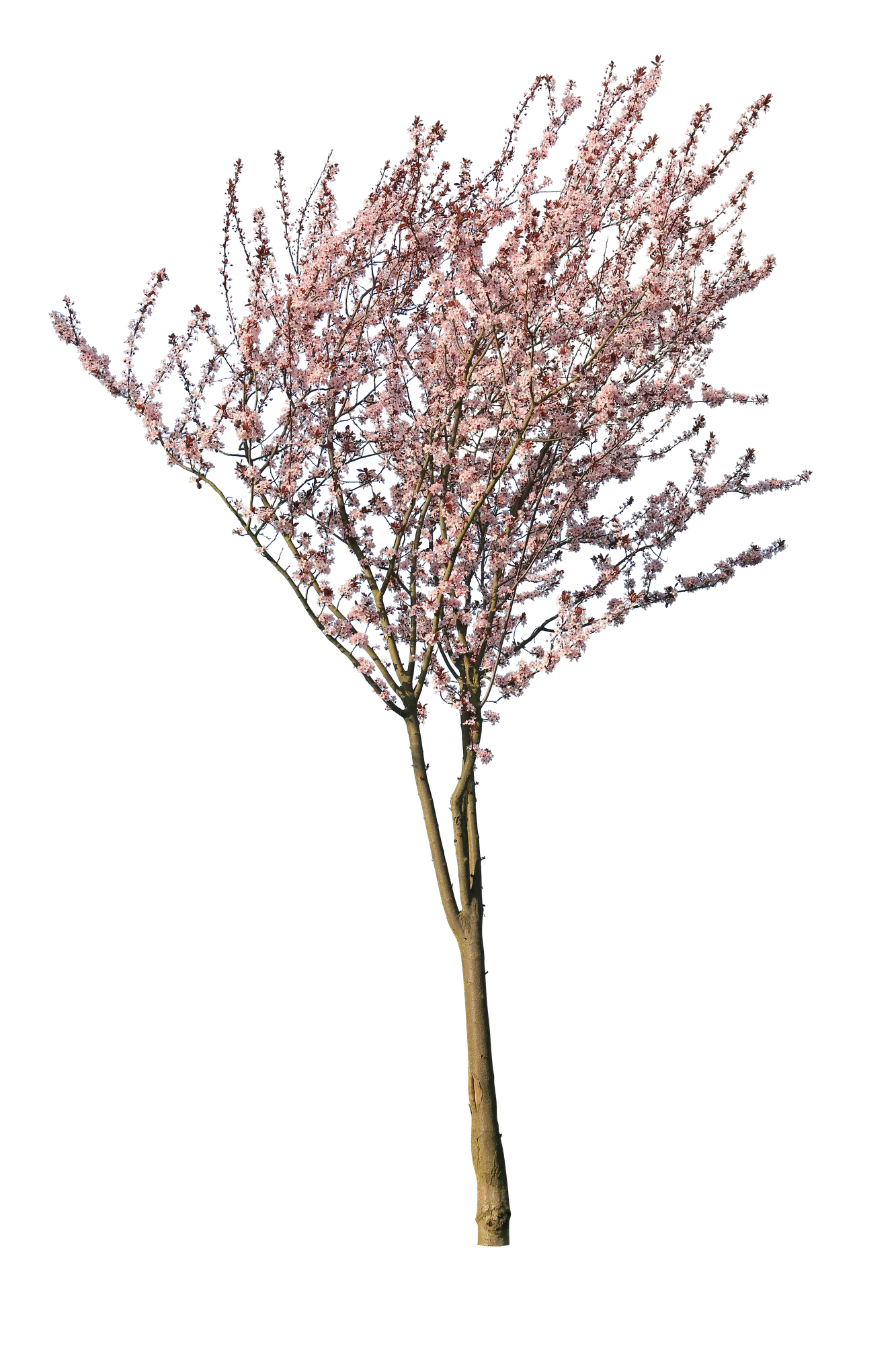 spring s 034 — Descargar