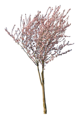 spring s 034 — Descargar