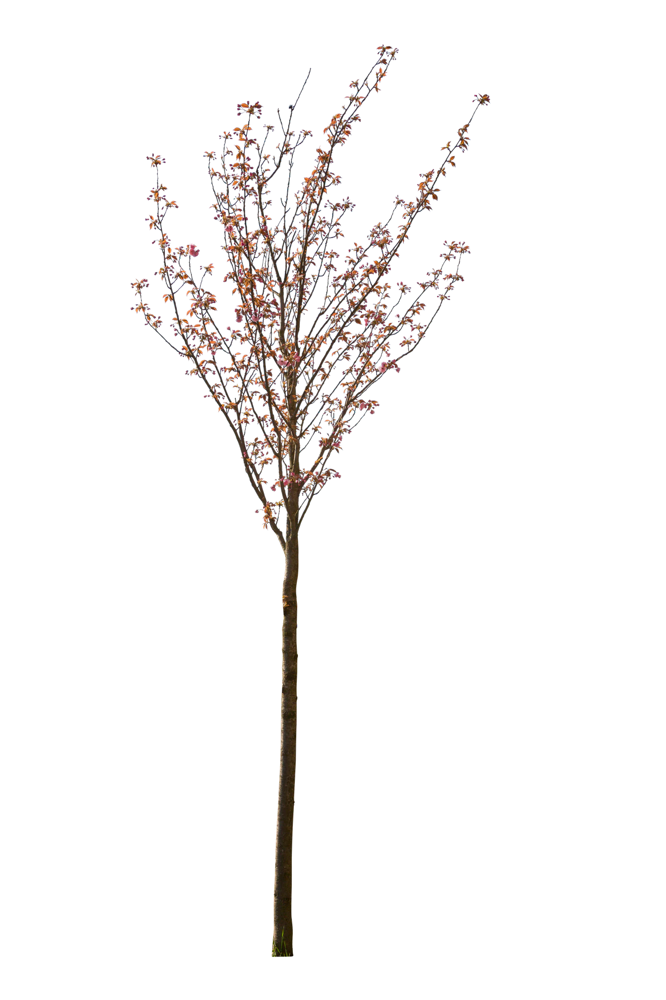 spring s 042 — Descargar