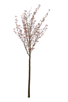 spring s 042 — Descargar