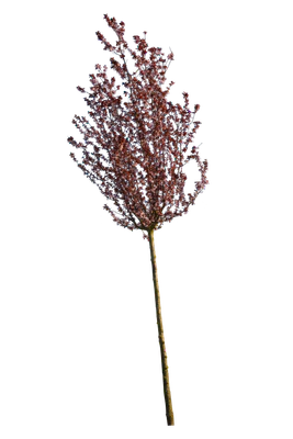 spring s 044 — Descargar