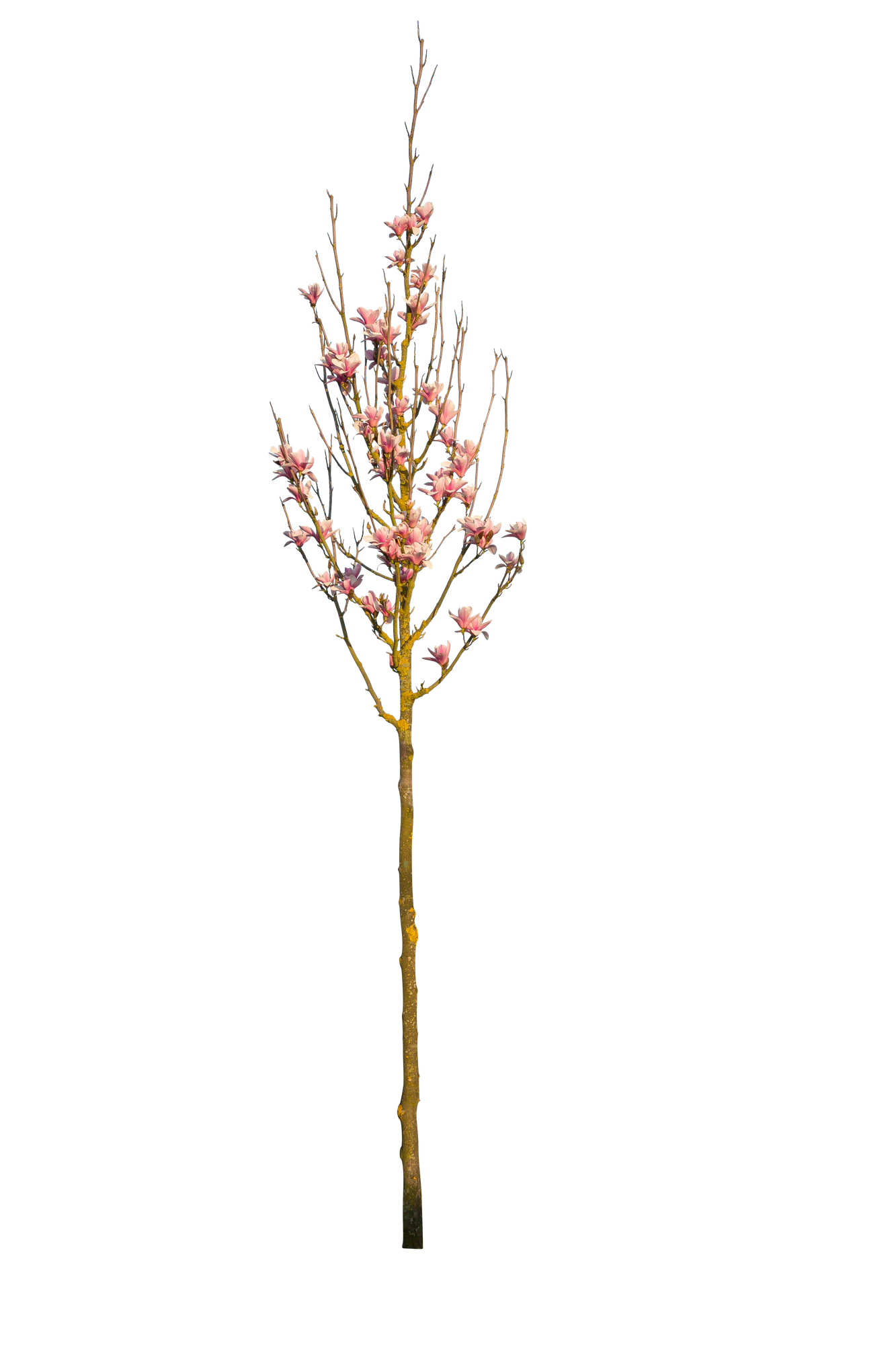 spring s 066 — Descargar