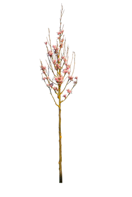 spring s 066 — Descargar